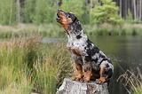 BEAUCERON - PUPPIES 086